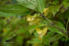 Impatiens tricornis